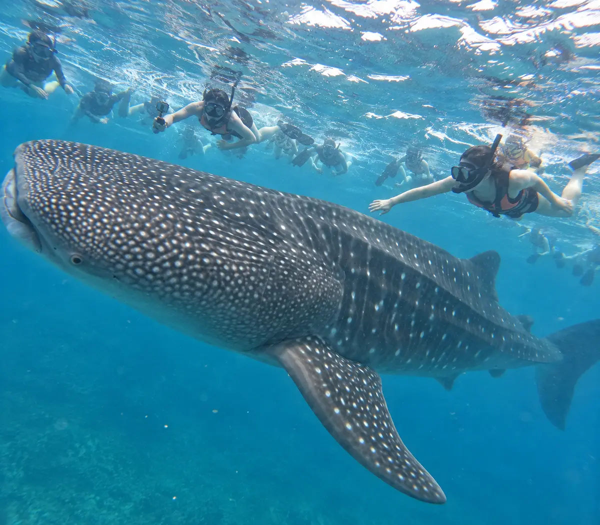 Whale shark snorkeling experience