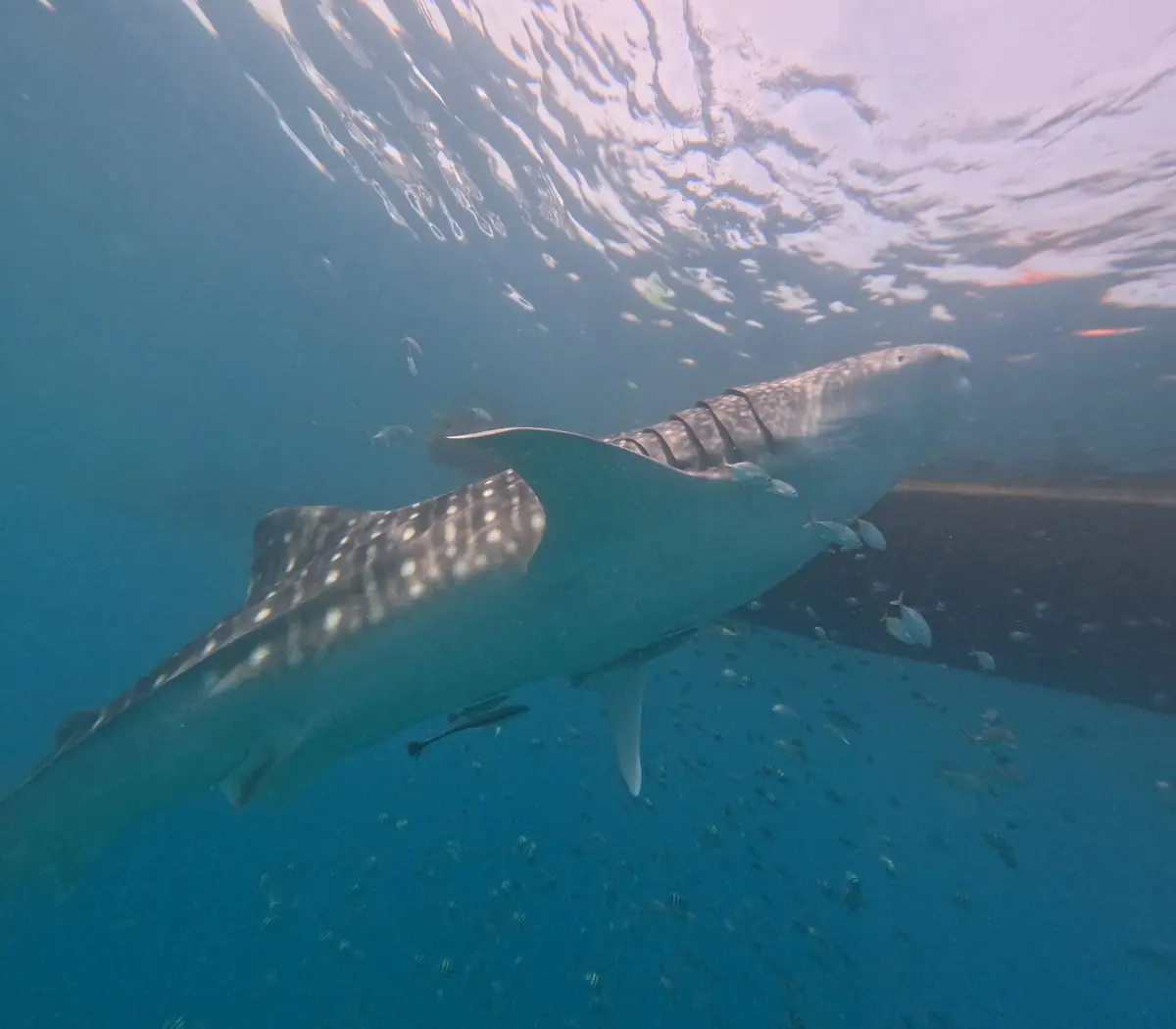 Whale shark tour photo 2